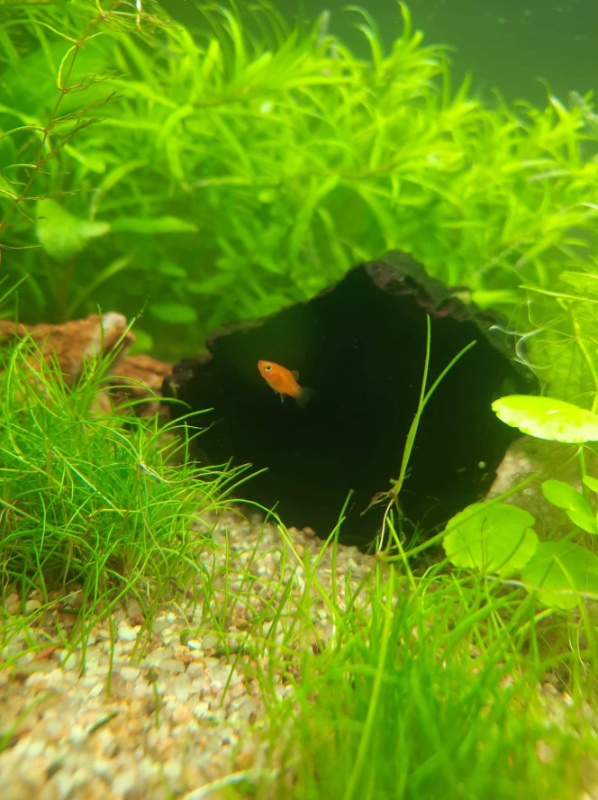 Bébé platys ! Les premiers bébés de l'aquarium, apres qq semaines d'introduction (femelle probablement deja pleine a l'achat).
Pour eviter la consanguinité ils seront a donner a un aquariophile du coin dès qu'ils seront assez grand.