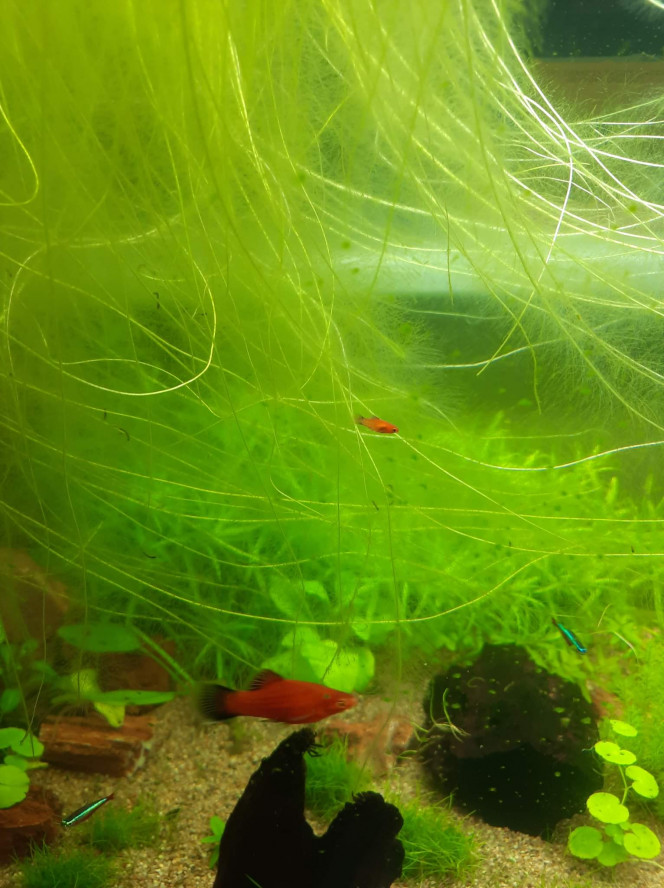 Bébé platys ! Les premiers bébés de l'aquarium, apres qq semaines d'introduction (femelle probablement deja pleine a l'achat).
Pour eviter la consanguinité ils seront a donner a un aquariophile du coin dès qu'ils seront assez grand.