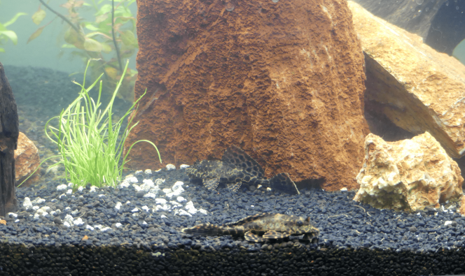 Arrivée des plecos 