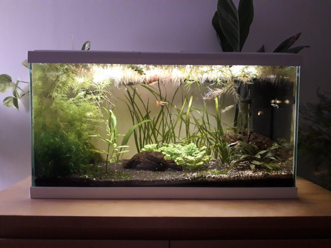  Du changement ! Les endlers et les crevettes que j ai réussi à attraper dans le 40 l ont déménagé hier, tout le monde va bien même si je trouve mes petits endlers un peu apeurés encore, ça devrait s arranger après un ou deux repas :)