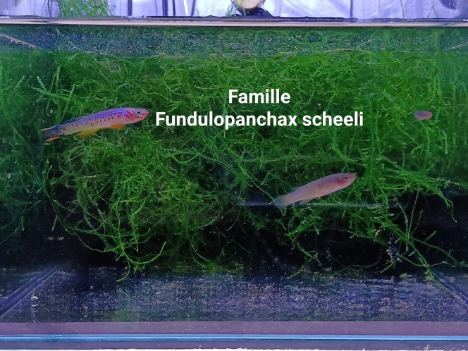 Fundulopanchax scheeli 