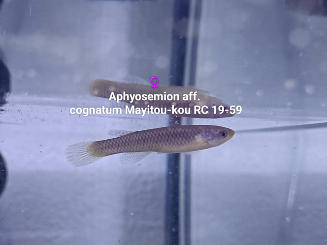 ♀️ Aphyosemion aff. cognatum Mayitou-kou RC 19-59 