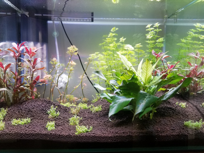  Je suis absolument bluffée par les effets du CO2 dans l'aquarium. 
Pas de trace d'algues ni d'escargots pour le moment. 
Les plantes prennent du galbe et grandissent à une vitesse de folie. 
La Cabomba est également en train de reprendre à vue d'oeil.