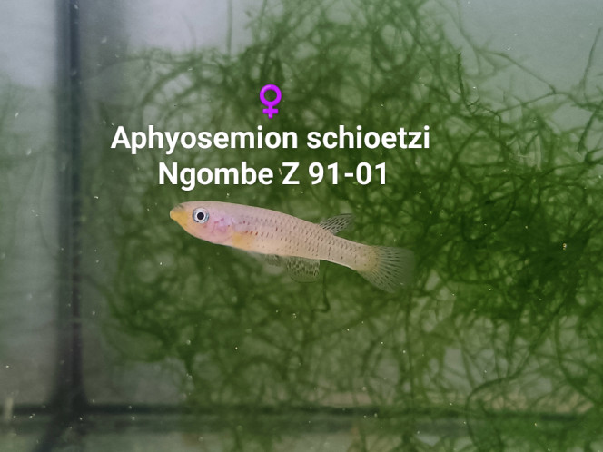 ♀️ Aphyosemion schioetzi Ngombe Z 91-01 