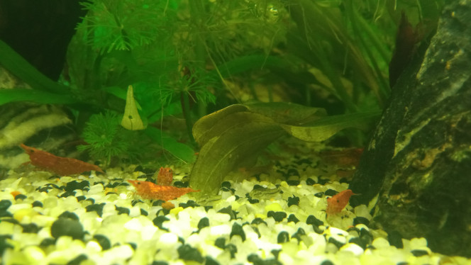 Introduction Photo des bébés corydoras pygmeus dans le 60 L avec les parents et crevettes red cherry.