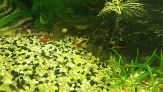 Introduction Photo des bébés corydoras pygmeus dans le 60 L avec les parents et crevettes red cherry.