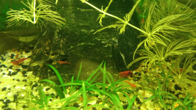 Introduction Photo des bébés corydoras pygmeus dans le 60 L avec les parents et crevettes red cherry.