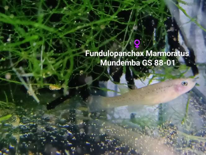 ♀️ Fundulopanchax Marmoratus Mundemba GS 88-01 ♀️ 
Fundulopanchax Marmoratus
Mundemba GS 88-01