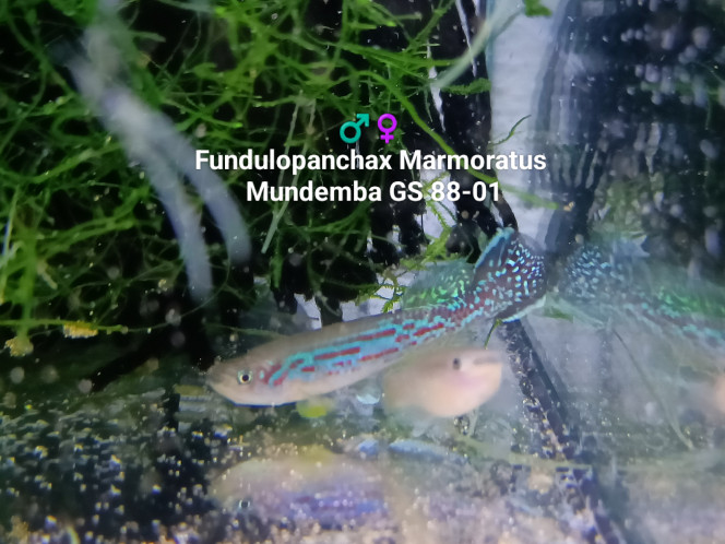 ♂️♀️  Fundulopanchax Marmoratus Mundemba GS 88-01 ♂️♀️ 
Fundulopanchax Marmoratus
Mundemba GS 88-01