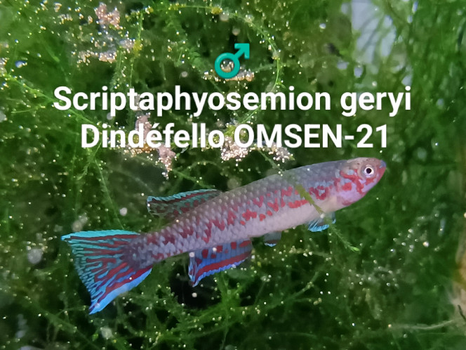 ♂️ Scriptaphyosemion geryi Dindéfello OMSEN-21 ♂️ 
Scriptaphyosemion geryi 
Dindéfello OMSEN-21