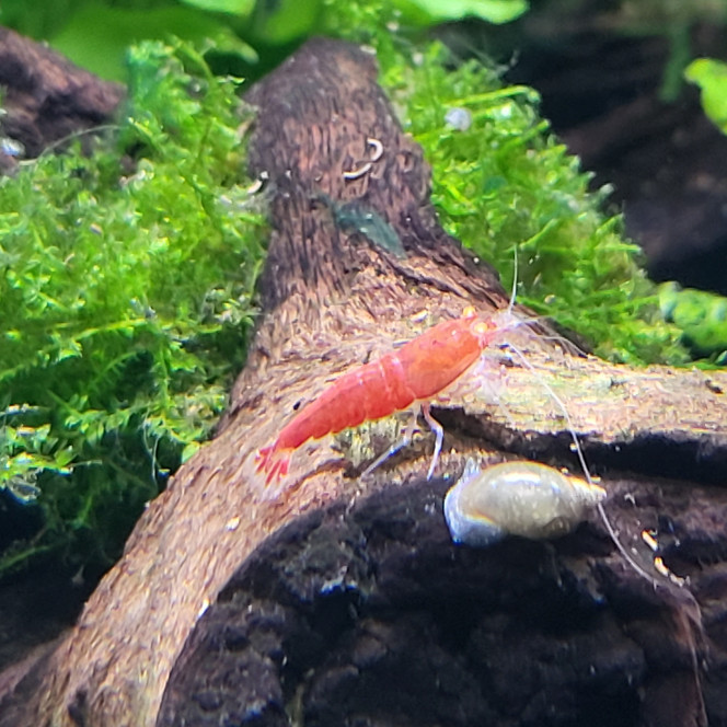 caridina sp. cantonensis Red Devil Orange Eyes introduction de 10 individus