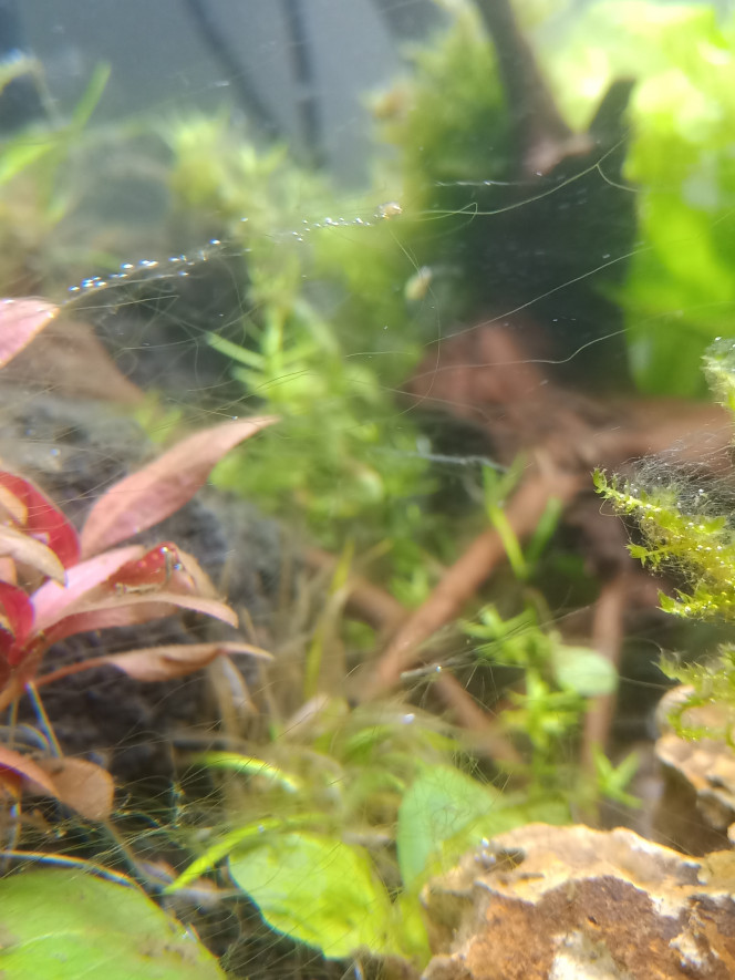 Dégradation du bac Ben voilà apparition des algues en masse. 

Et dégradation de certaines plantes. 

Va falloir faire quelque chose, je pensais que ça irait jusqu'à l'introduction des crevettes et Escargot mais j'ai un peu peur d'attendre.