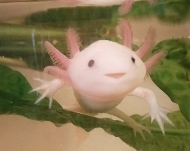 AXOLOTLS 