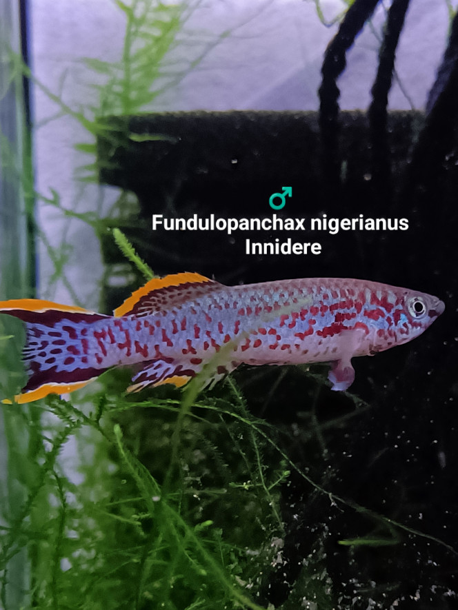 ♂️ Fundulopanchax nigerianus Innidere ♂️ 
Fundulopanchax nigerianus 
Innidere