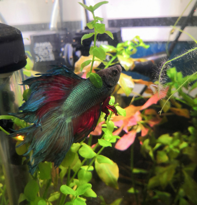  Ce poisson est toujours aussi feignasse... Même pour manger !