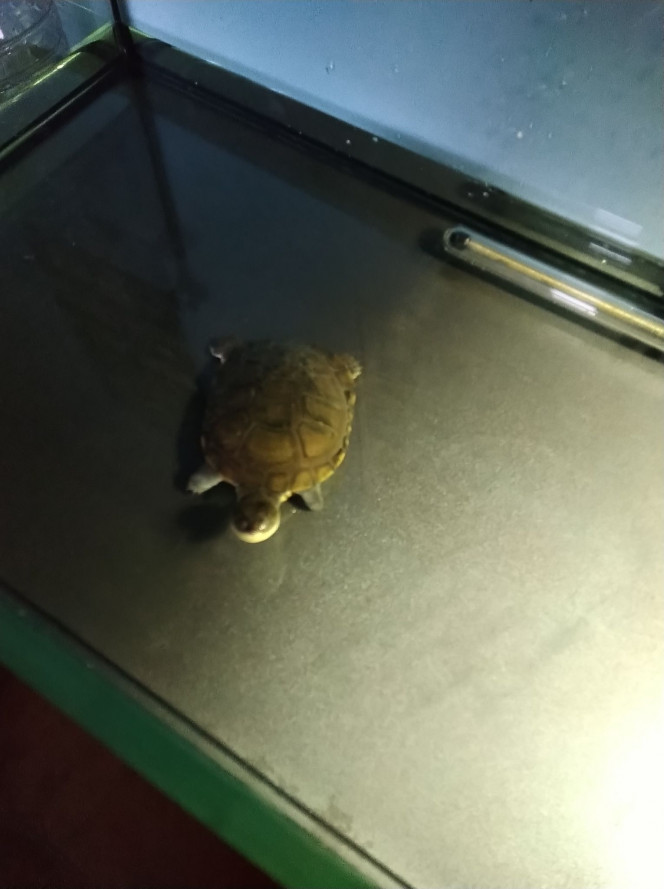 Séjour en Bac Hôpital Koggy a passé 18 jours consécutifs dans un bac sans sable/plante ni pompe du 17 mai 2021 au 3 juin 2021. 
Cet environnement stérile (eau changée chaque jour) a permis à la tortue d'ignorer les bactéries de son ancien aquarium et d'optimiser la guérison de sa mycose.
J'ai profité de ce moment pour changer d'aquarium et lui offrir plus d'espace.
Koggy a changé d'aquarium le 4 juin 2021.