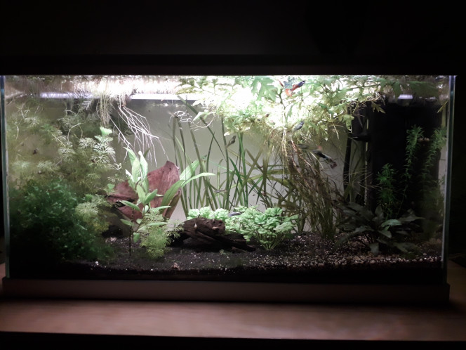  Ça pousse dans le 60 l, une taille est à prévoir au prochain entretien :)