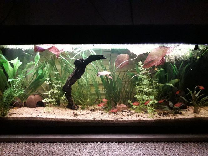  Dans le 120 l, ça pousse aussi, j ai viré pas loin d un kilo de lentilles d eau et salvinia hier !