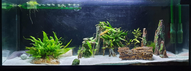 120L Axolotls - Face Avant 