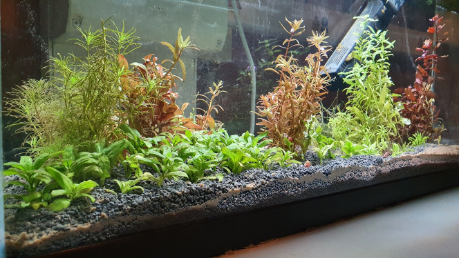 80L Bac de réserve de plantes pour les aquariums