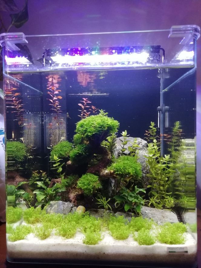 nano 30l betta Une fois le bac cyclé et en attente de ces premiers occupants.