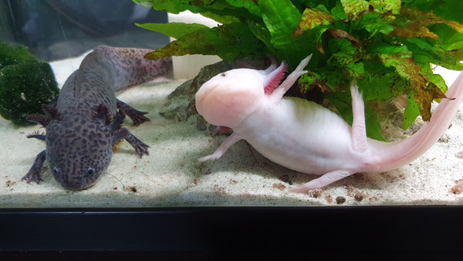 Axolotls Nessie (rose) et Hypnos (gris) 