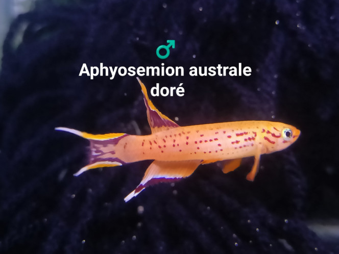 ♂️ Aphyosemion australe doré 