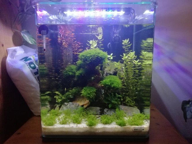 Evolution de mon nano 30L avant arrivée du betta alien 