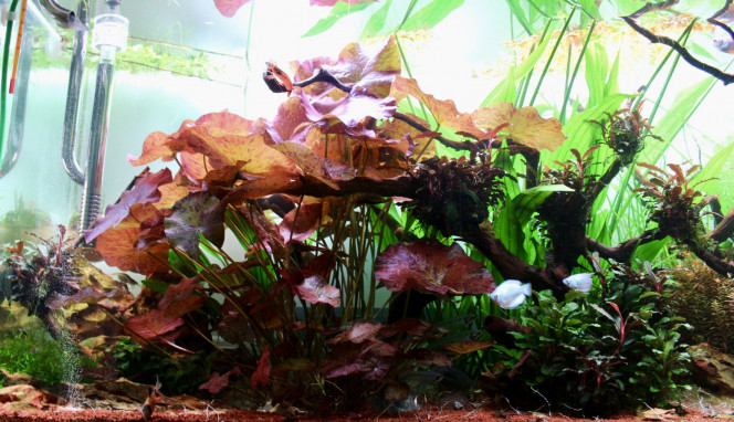 Photographie du post de TortueGeniale91 