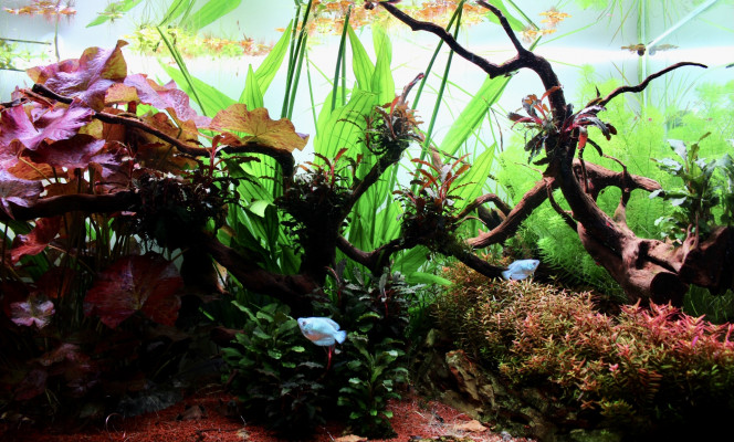 Photographie du post de TortueGeniale91 