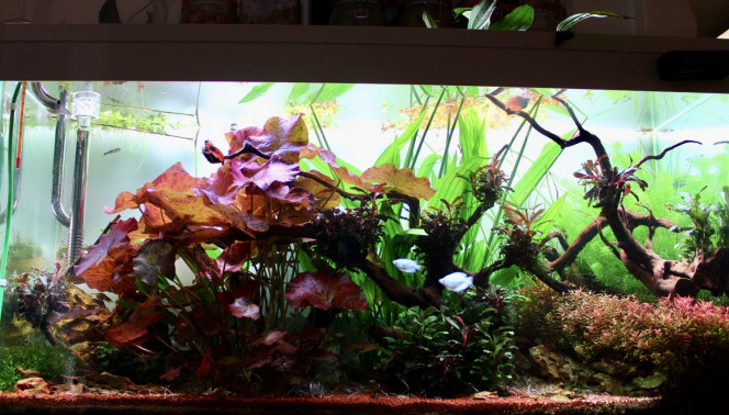 Photographie du post de TortueGeniale91 