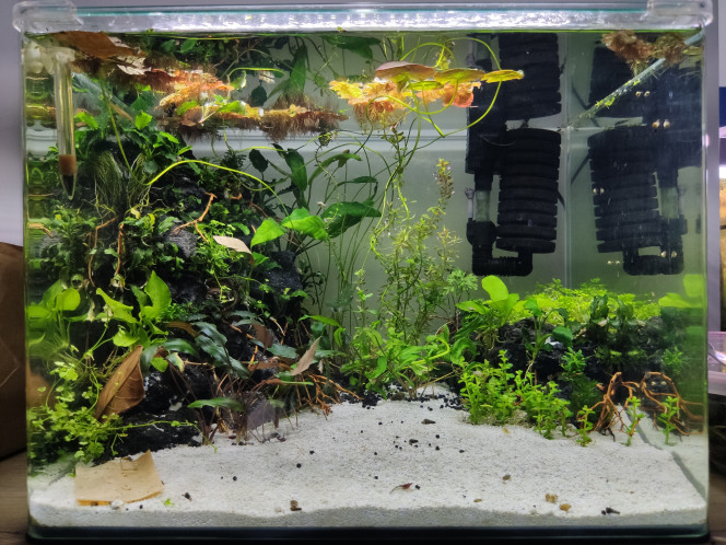 Réfection totale Voilà le nouveau visage du 55L, pas tout à fait ce que je voulais mais j'en suis quand même contente ^^ plus qu'à attendre que les plantes se redressent et poussent... Et que je puisse obtenir de la Fissidens fontanus, celle que j'avais commandé sur Etsy était arrivée toute sèche (pas d'humidité dans le sachet), du coup il y a encore de vilains spots de colle chaude visibles, tout ça devrait aller mieux avec la mousse et après la pousse des plantes... 
Il faudra aussi que je rajoute du sable ? j'ai eu un incident en plantant le Nymphéa...