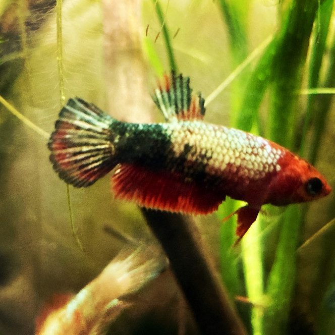 Photographie du post de Nalia 