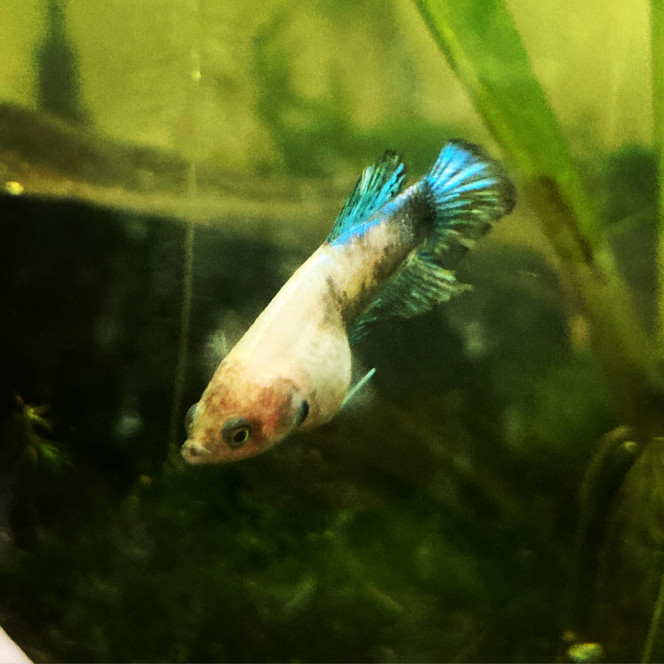 Photographie du post de Nalia 