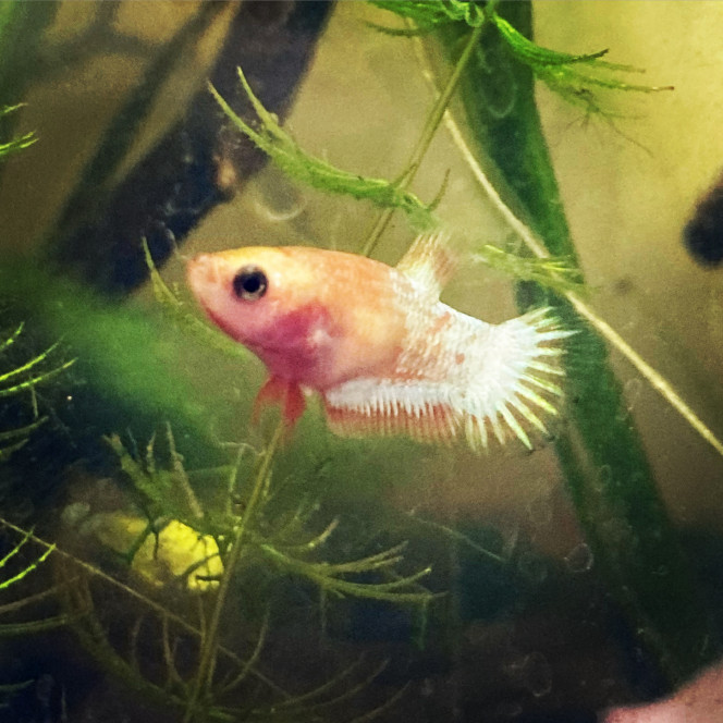 Photographie du post de Nalia 