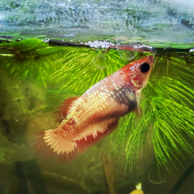 Photographie du post de Nalia 