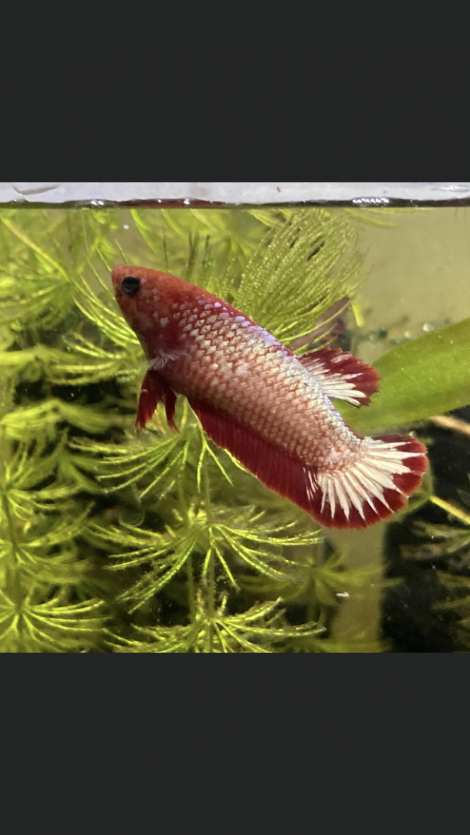 Photographie du post de Nalia 