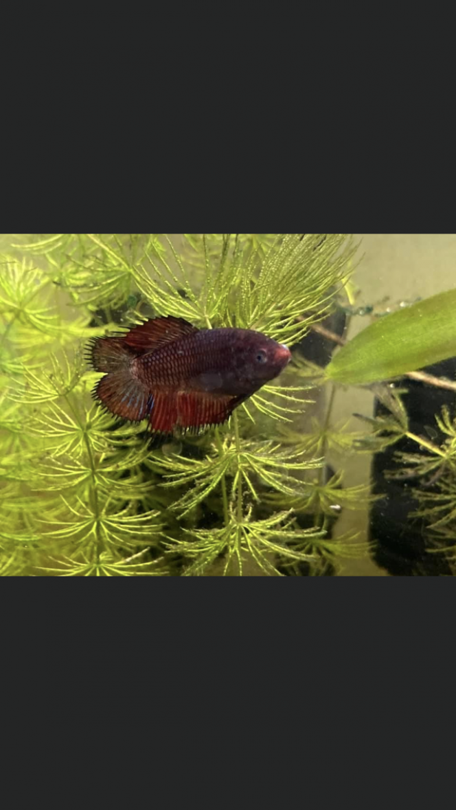 Photographie du post de Nalia 