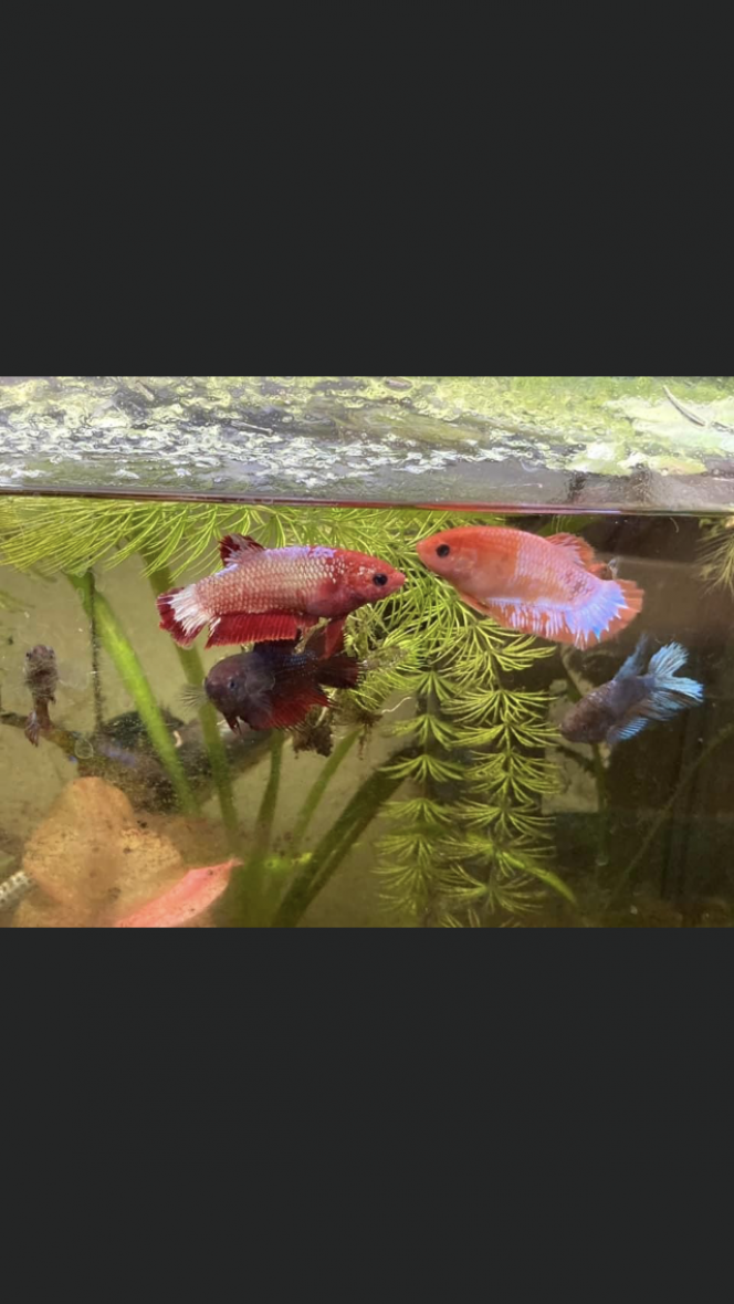 Photographie du post de Nalia 