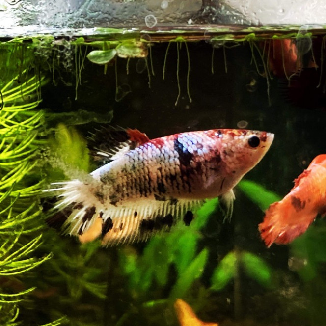 Photographie du post de Nalia 