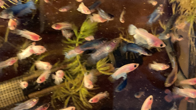 Photographie du post de Nalia 