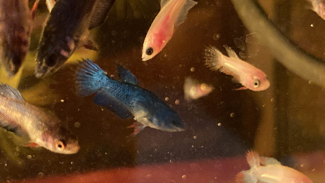 Photographie du post de Nalia 