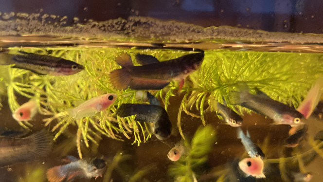 Photographie du post de Nalia 