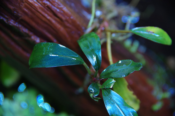 Update paludarium Les plante se porte bien sous l'eau comme à la surface quelque photo, repro Killie et crevette sans intervention