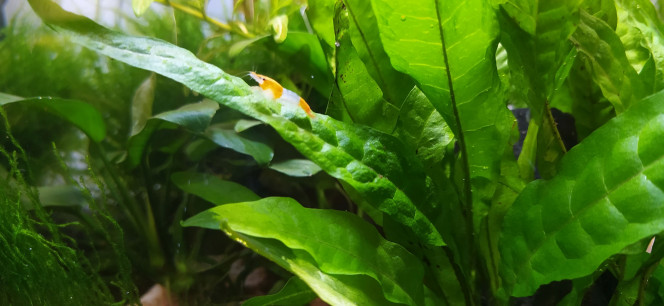 Neocaridina davidi var. sakura orange (sakura orange) Je viens d'accueillir 10 demoiselles dans ce petit bac