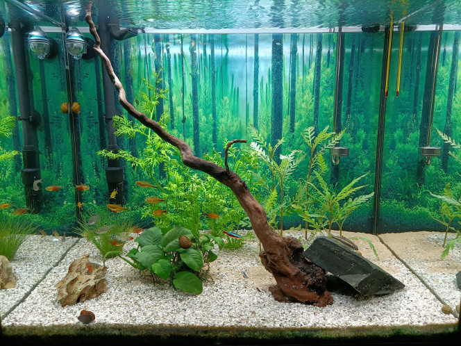 Asiaquarium Changement (presque) complet des plantes... Faut que ça pousse !