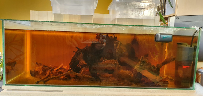 aquarium eau noir feuilles de chênes, racines et eau salée à 14g/L avec filtre pour brassage