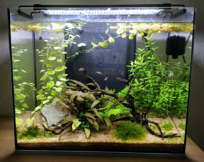 Mon aquarium après 4 mois. Changement depuis les dernières photos :

- Changement des led par une nicrew.
- les hygrophila polysperma poussent bien (elle remplaçait une autre espèce d'hygrophilia qui fondait)
- le problème d'algue est reglé.
- le rasbora galaxy sortent de plus en plus
- la population de crevette semble se stabiliser surement les galaxy qui mangent une partie des juvéniles (c'est ce que je voulais).