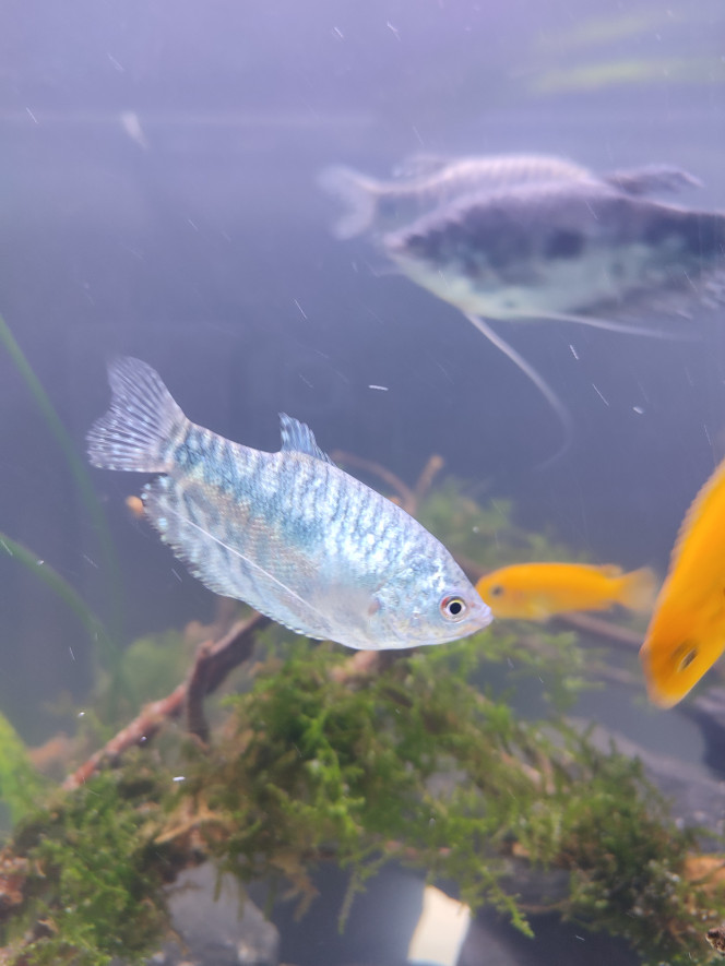 Gourami bleu ( mâle ? ) 