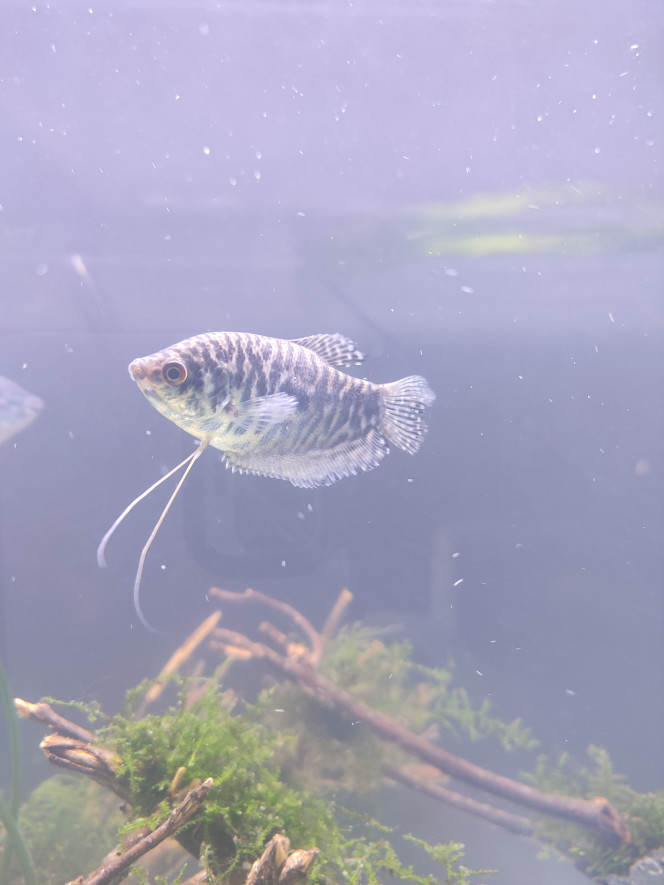 Gourami bleu ( femelles ? ) 
